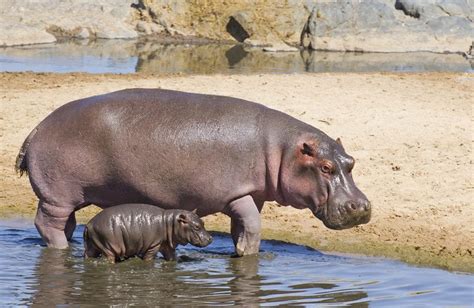  エル・フレイレ公園：ヒッポの楽園で、野生動物と共存する特別な体験を！