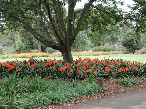  クワズール・ナタル国立植物園、南アフリカの自然の驚異を発見しよう！